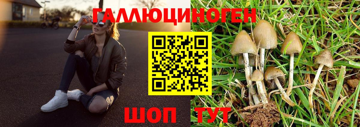 Псилоцибиновые грибы Psilocybe Шахты