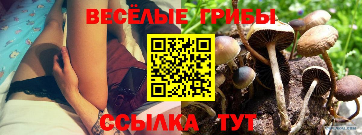 Галлюциногенные грибы Magic Shrooms  Вход с VPN  Шахты  Галлюциногенные грибы GOLDEN TEACHER 